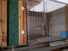 Клетки для кроликов из оцинкованной сварной сетки объявление продам