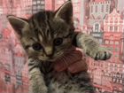 Котята от шотландской вислоухой кошки Папа британе объявление продам