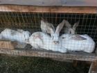 Продам 3 месячных кроликов объявление продам