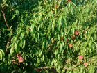 Персиковый сад объявление продам