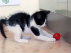 Котенок Паша ищет дом объявление продам