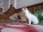 Продам Сиамскую кошку 1,5 месяца.кушает всё, к лот объявление продам
