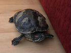Красноухая черепаха(большая) объявление продам