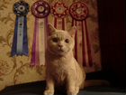 Лиловый британский котик объявление продам