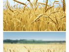 Пшеница объявление продам