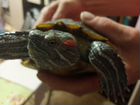 Красноухая черепаха в дар объявление продам