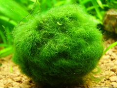 Аквариумная водоросль кладофора-обмен на барбуса