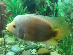 Цихлида Губастая(самка) -Аквариумная рыбка (20см)