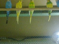 Птицы попугаи