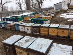 Пчелосемьи и пчелопакеты