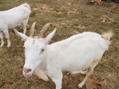 Зааненские молочные козы
