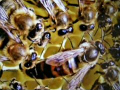 Продам пчёл, пчелосемьи с ульями дадан