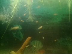 Рыба гуппи