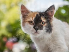 Бамбина - чудесный котенок в дар