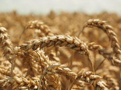 Зерно пшеница, фураж, овес