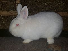 Кролик Новозеландский Белый - рабочий самец