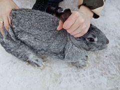Обменяю крольчиху на крола