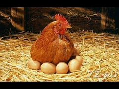 Домашние яйцо
