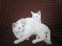 Котята красивые белые краткошерстные