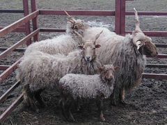 Венгерская винторогая овца (Рацка)