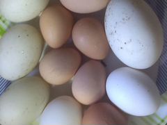 Продажа яиц для инкубации
