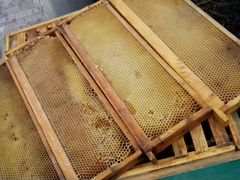 Сушь 145 мм, рамки для пчеловодства