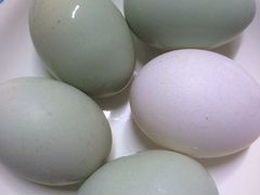 Инкубационное яйцо Утки индийский бегунок