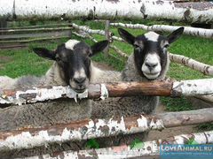 Романовские овцы с ягнятами