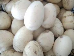 Гусиные яйца Линды