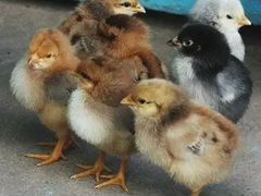 Цыплята Доминант разных видов