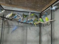 Продаются волнистые попугаи