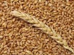 Пшеница, кукуруза