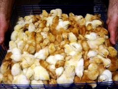Цыплята Ломан браун с фабричного яйца