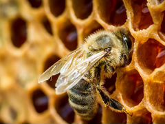 Пчелосемьи с улием