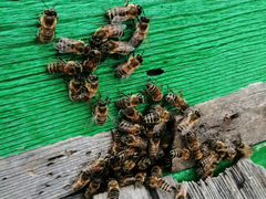 Пчелы (пчелосемьи)