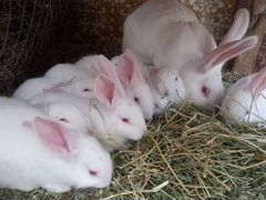 Кролики "Белый Великан"