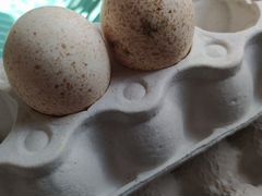 Инкубационные яйца индейки