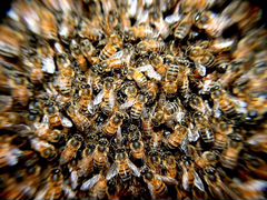 Продам пчёлосемьи,среднерусские