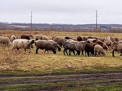 Продам овец романовской породы и курдючных 200 гол