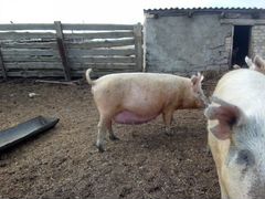 Продам годовалых супоросных свиноматок