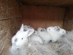 Мамы крольчихи с крольчатами