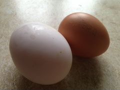 Яйца птицы для инкубации и еды