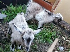 Продам козлят, возраст 1 месяц, козлик и коза