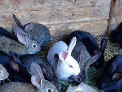 Продажа кроликов