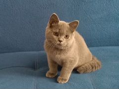 Британский голубой котик