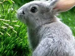 Кролики живые и мясо