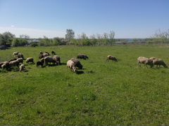 Овцы куйбышевской и романовской породы живок/мясо
