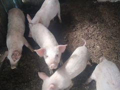 Продаются свиньи 2 месяца