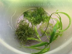 Набор растений для аквариума (мох + наяс + гигрофи
