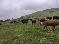 Коровы,бычки,телки